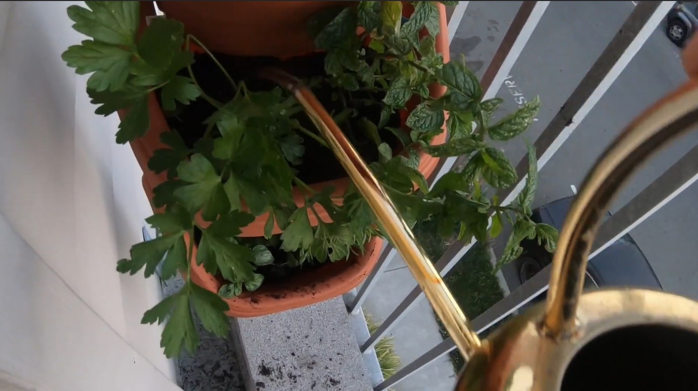 watering herb garden