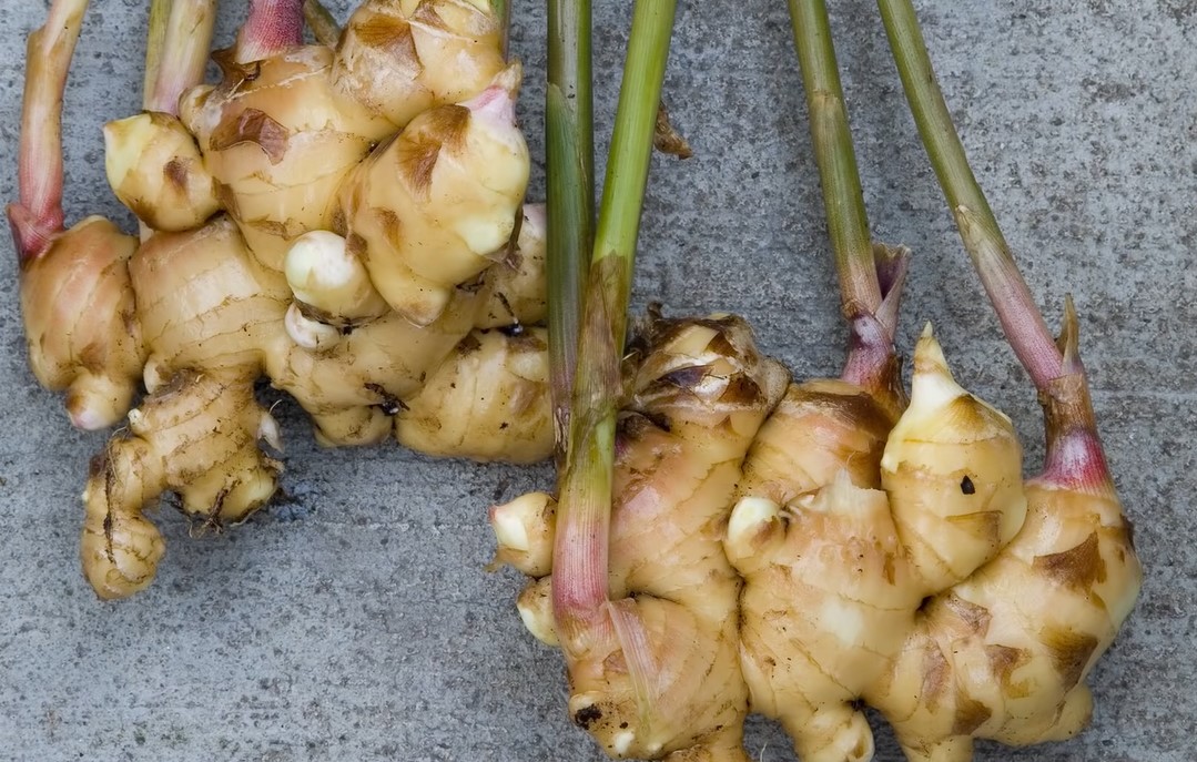 yellow ginger root