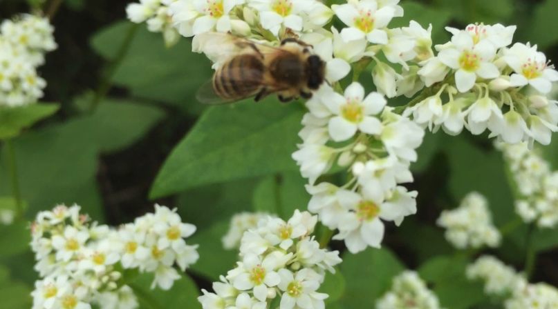 Buckwheat