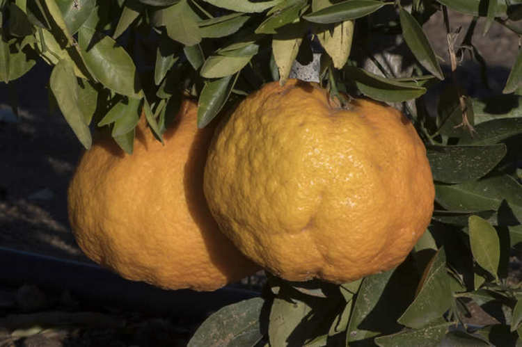 Jamaican Tangelo Citrus reticulata x Citrus paradise