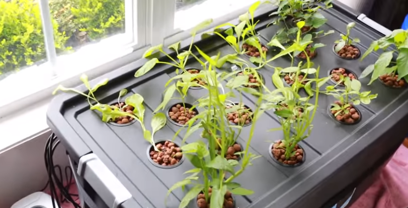 Simple Desktop Hydroponic Setup