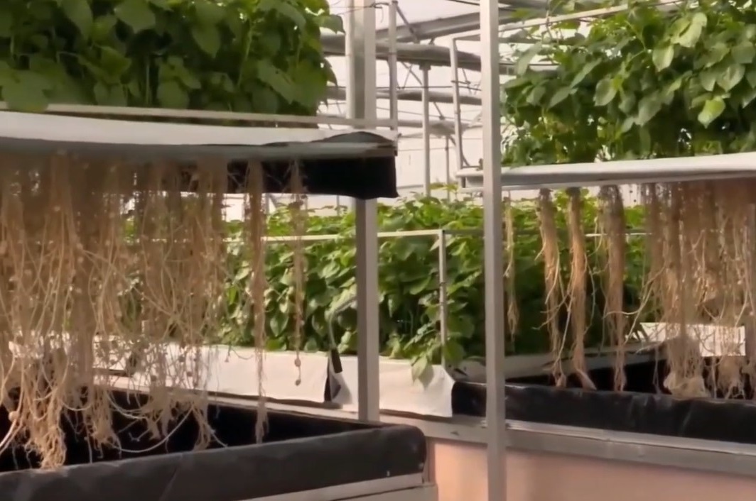 growing hydroponics potatoes