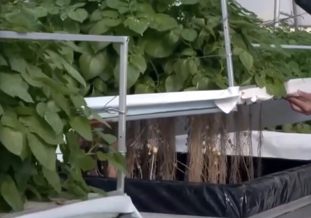 hydroponics potatoes media