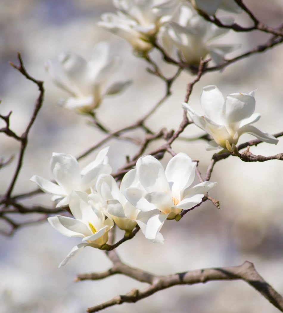 A Magnolia Tree Facts