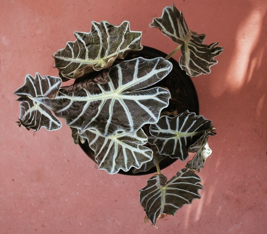 Alocasia: the perfect edible flower for Spring