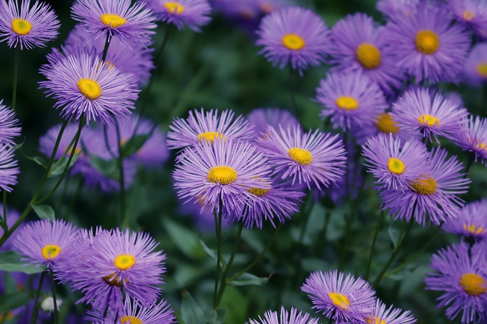 Types of asters