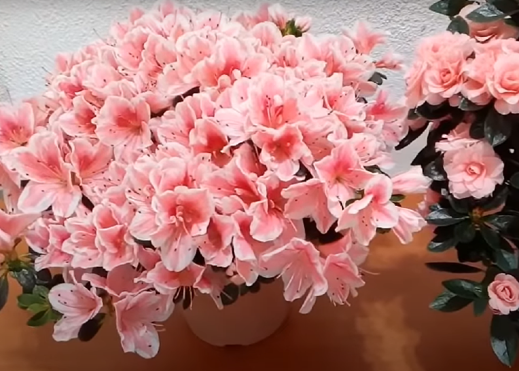 The Meaning and Symbolism of the Azalea Flower