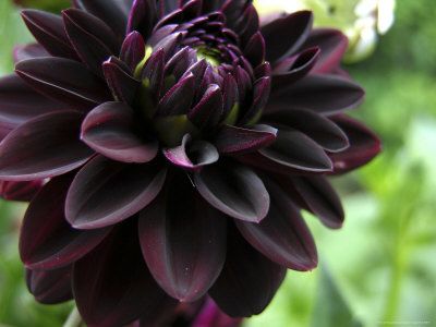 Black Dahlia Meaning: The Dark and Mysterious History of a Flower