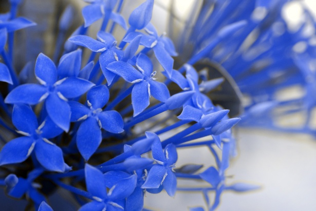 Blue ixora plantLearn how to grow blue ixora in this beginner’s guide. get your beautiful plant 