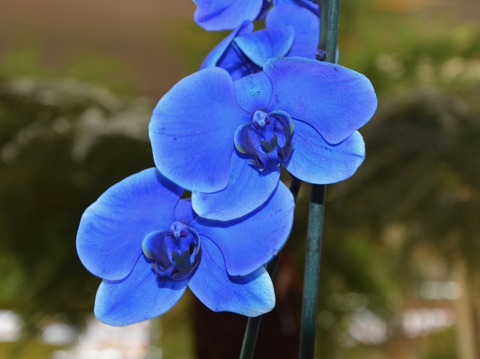 Blue orchid meaning