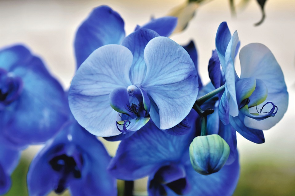 Blue orchid