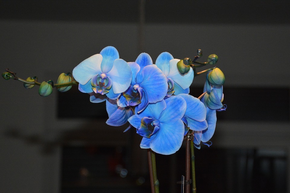 Caring for Blue orchids flower ?