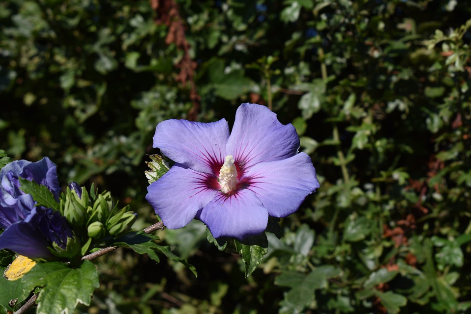 Common Mistakes When Growing Hibiscus Shrubs