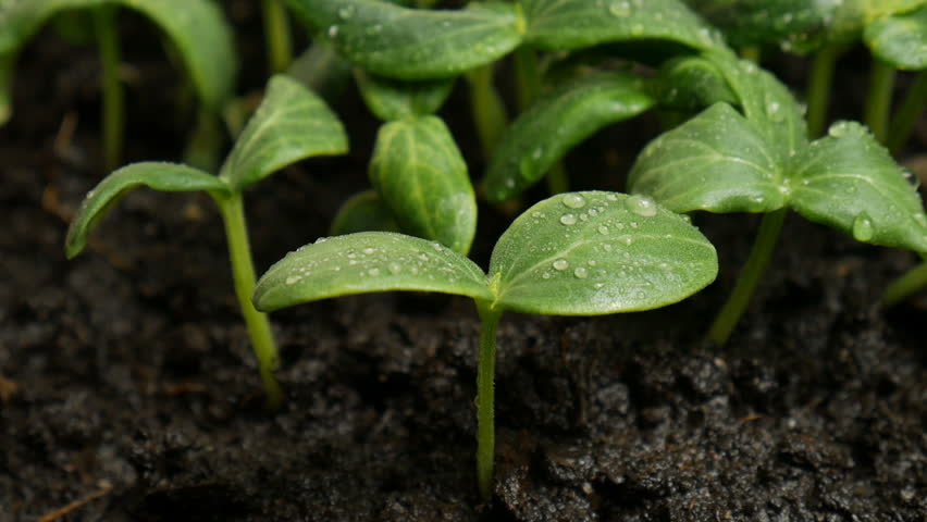 Cucumber germination: Seed and Planting Guide for the Cucumber