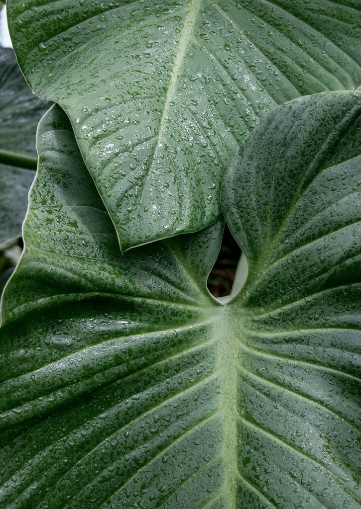 Elephant Ear Flower