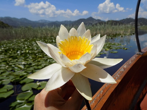 Everglades Flowers – The Ultimate Guide to Flower Farming