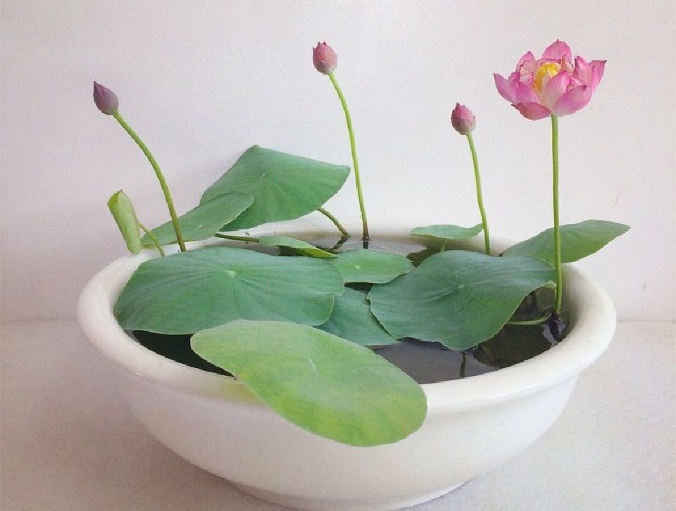  Growing lotus indoors: The Easiest Way To Grow lotus Indoors 