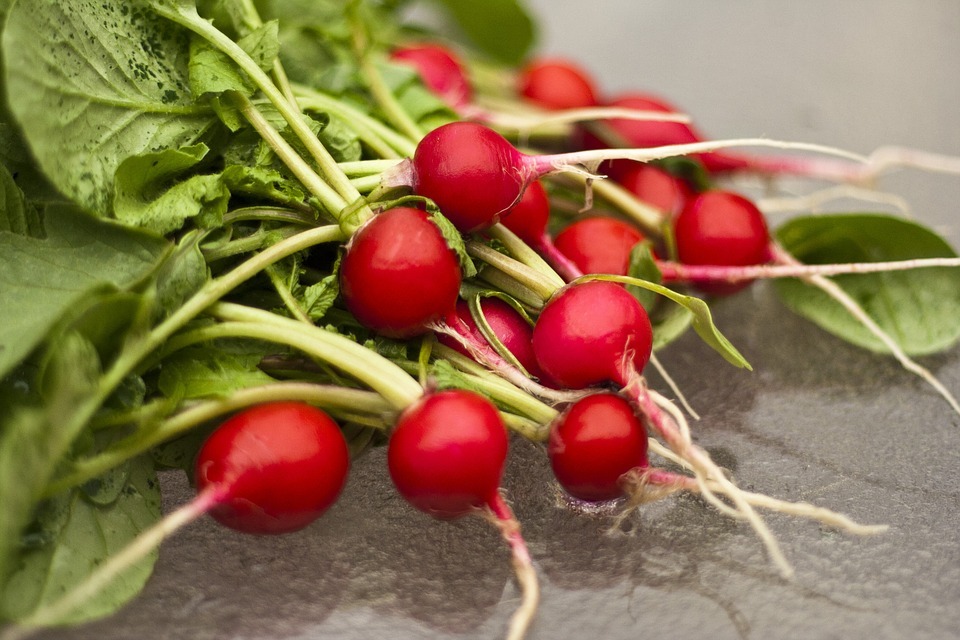 Harvest the Turnip in containers