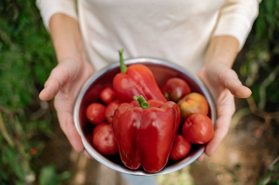 Harvest tomatoes and peppers