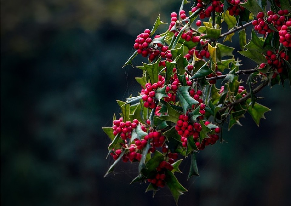 Here are  Types of Holly Bush.