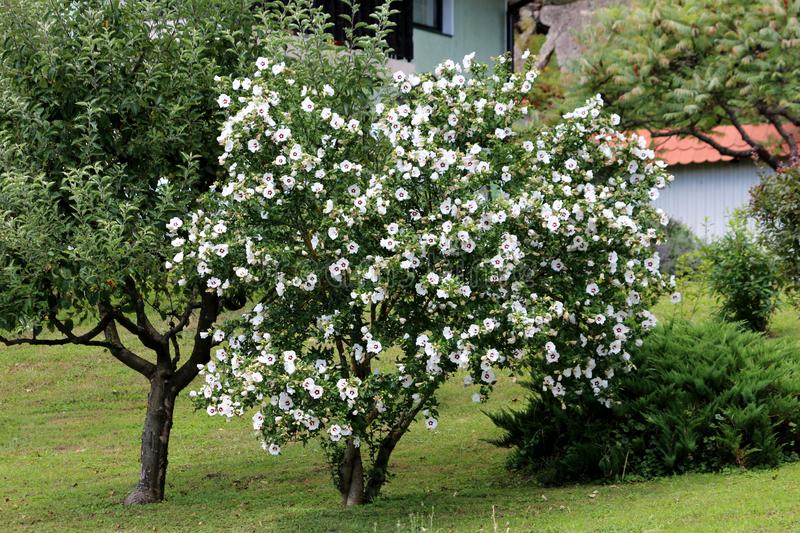 Hibiscus Bush vs. Tree: What's the Difference?