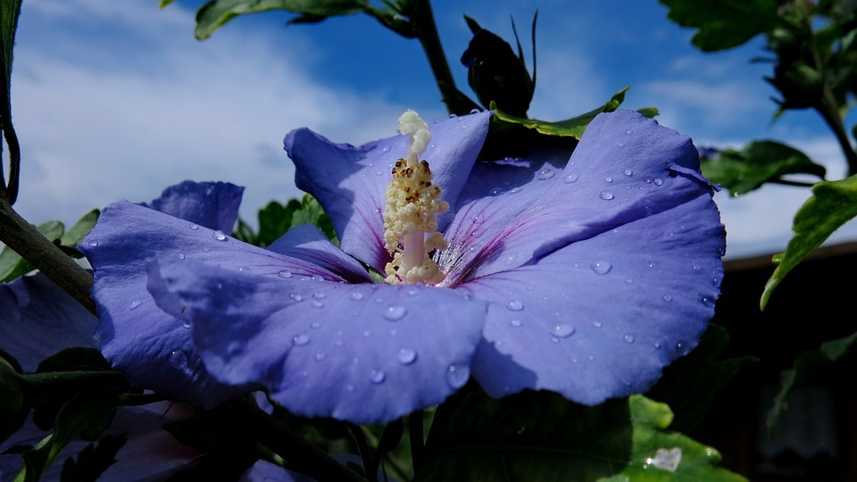 Hibiscus Shrubs