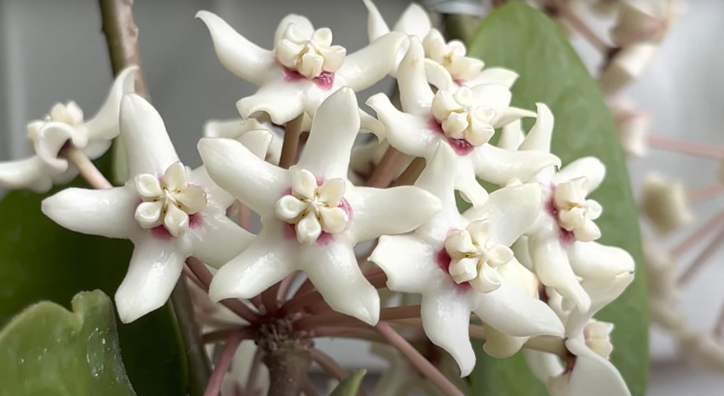 How much light does the Hoya australis need