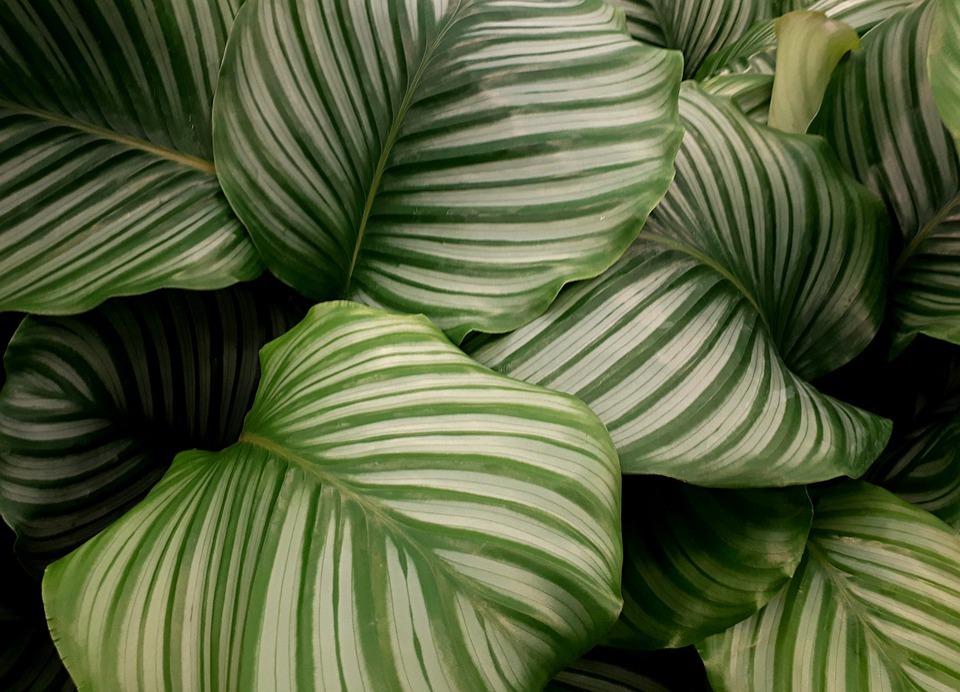 How to Care for Calathea Orbifolia