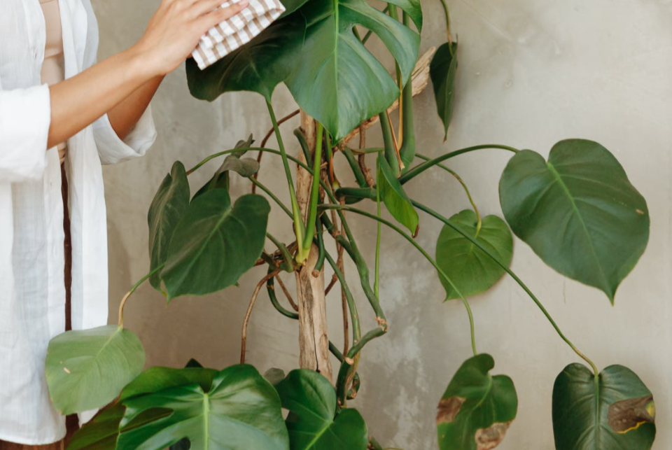 How to Care for Monstera minima