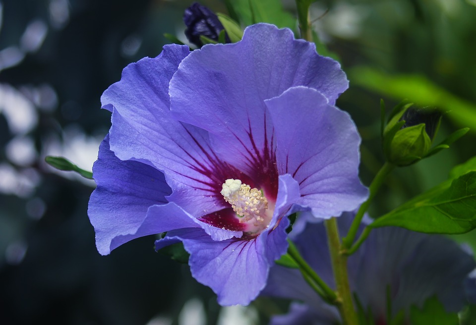 How to Grow Hibiscus Shrubs in Your Garden