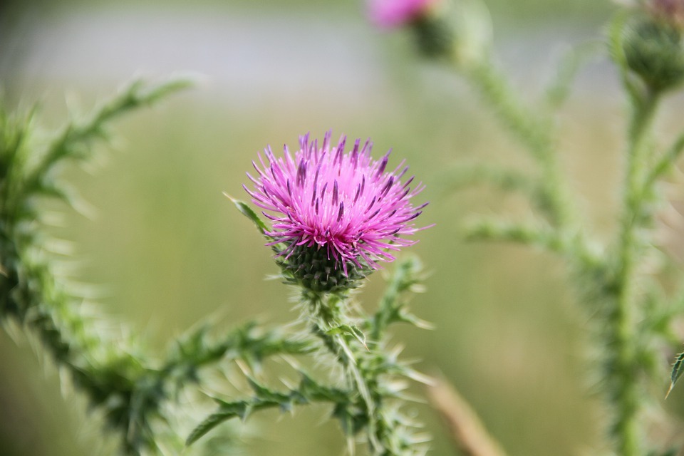 How to Plant Purple Weed Flowers