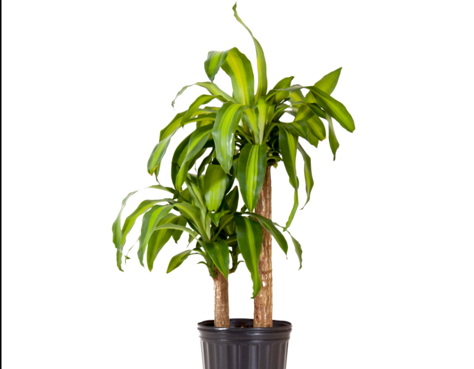 How to Take Care of a Mass Cane Plant The Ultimate Guide