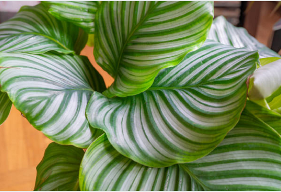 How to care Calathea orbifolia