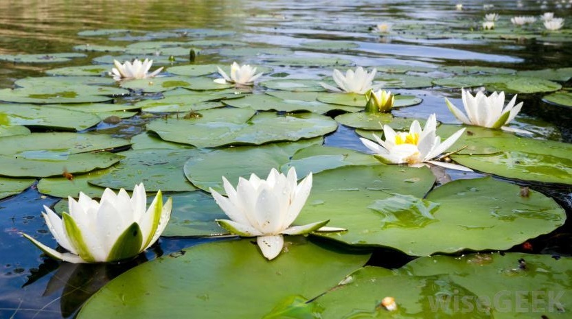 Everglades Flower