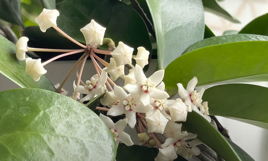 How to grow Hoya australis