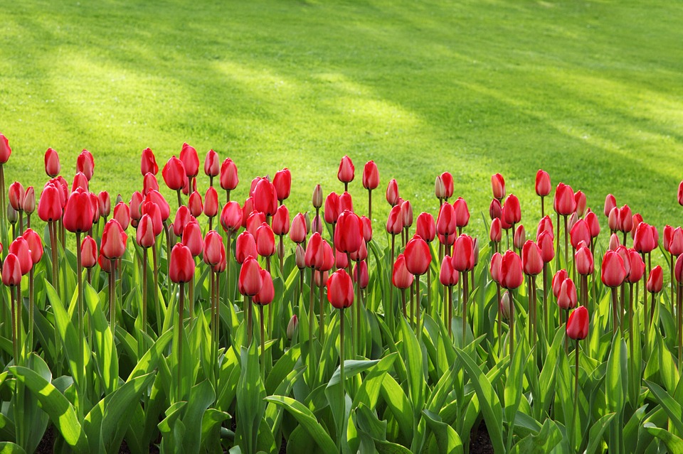 How to plant tulips in Spring