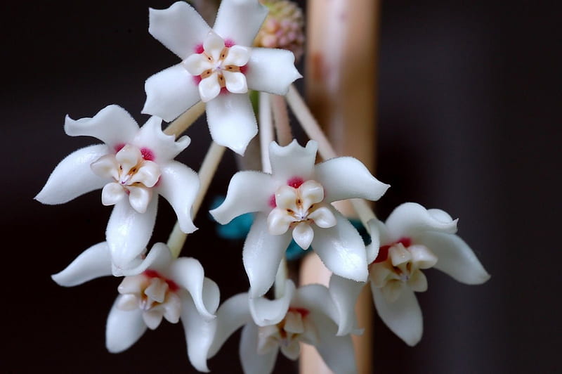 How to water the Hoya australis