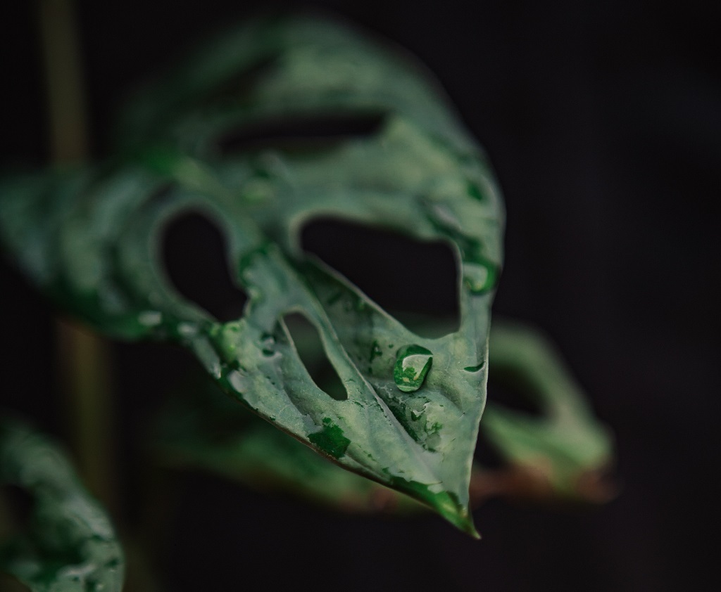 How to water the Monstera Obliqua