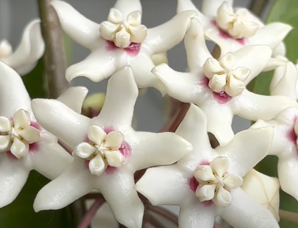 Hoya australis