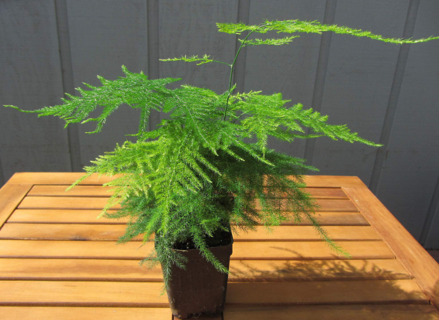 Plumosa Fern Care