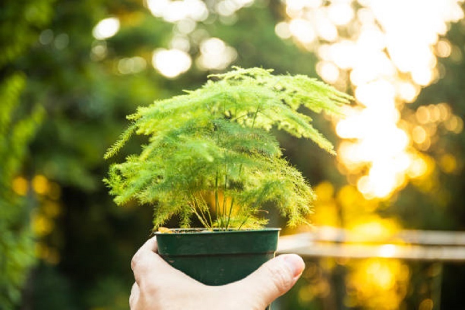 Plumosa Fern Care