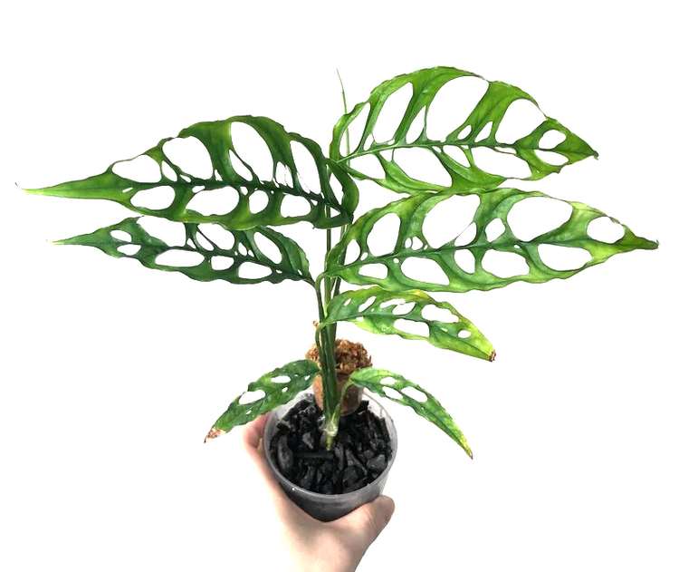 Monstera Obliqua Care The Easiest Epic Guide You’ll See