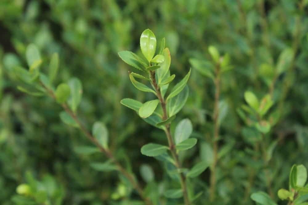 Native Evergreen Holly Species the Types of holly bushes