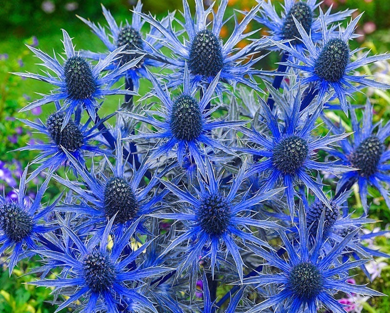 Oxford Blue Flowers meaning and symbolize