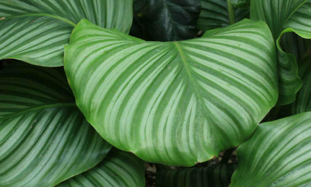 Pests and Disease When Planting Calathea Orbifolia