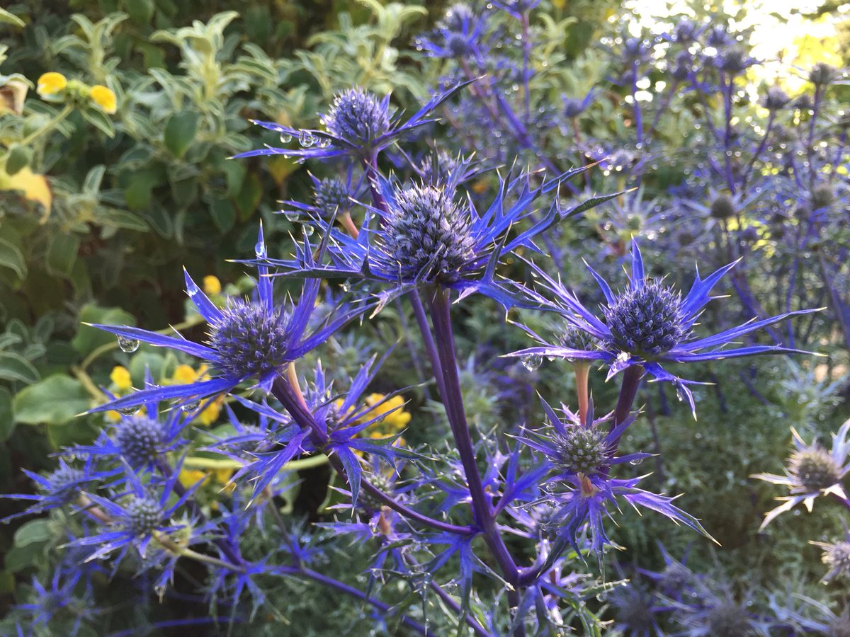 Physical Appereance of Oxford Blue Flowers