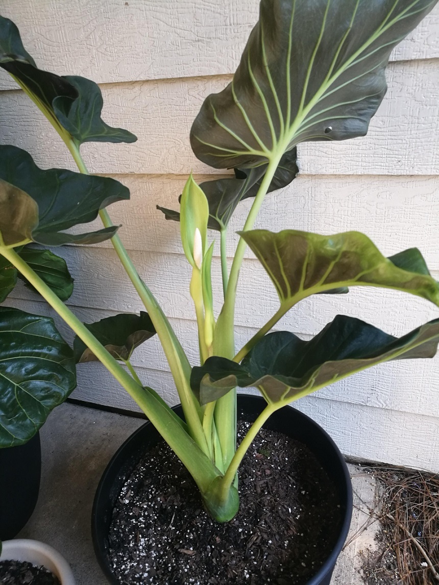 Plant the Elephant Ear Flower