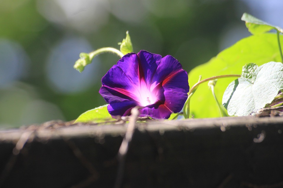 Plant the Purple vine flower