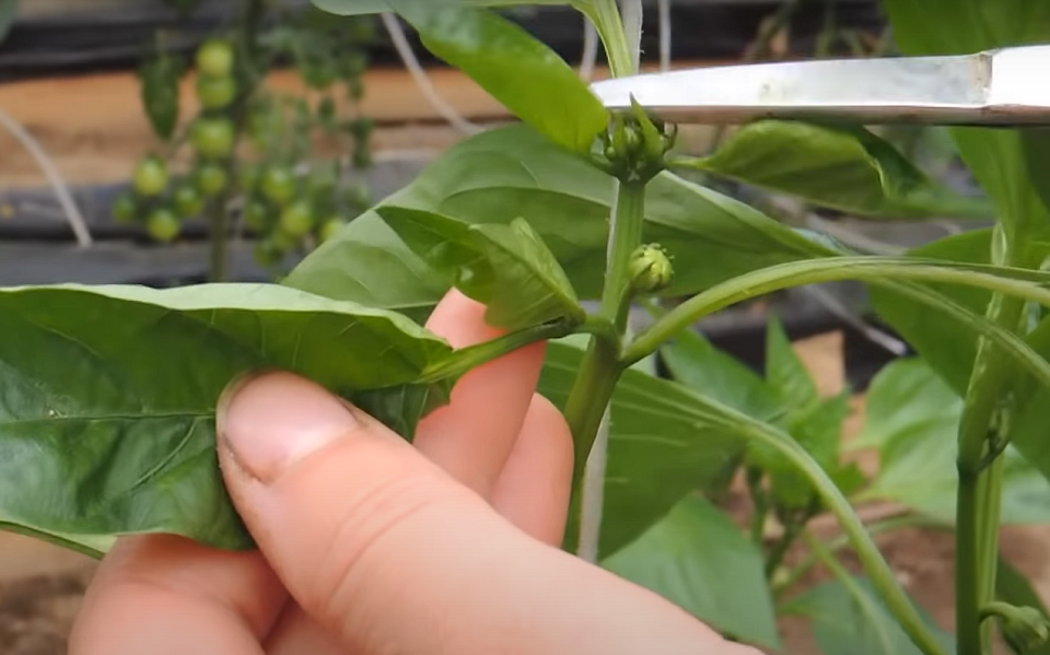 Pruning tomatoes and peppers