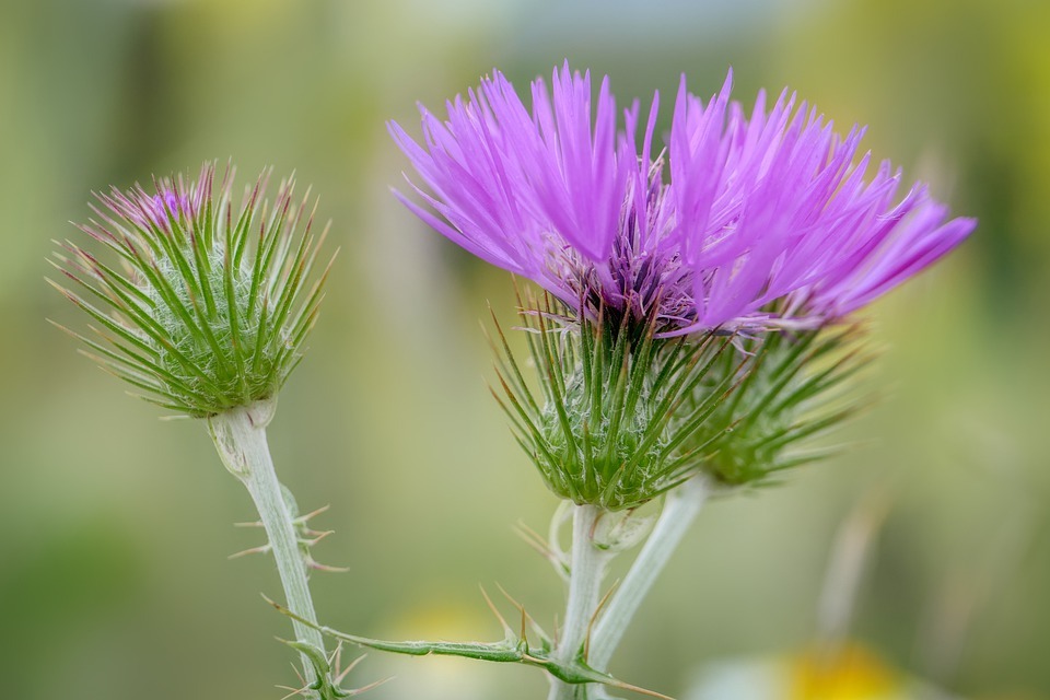 Purple Weed Flowers